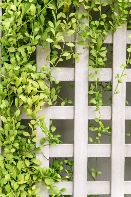 Fence Top Trellis Installation