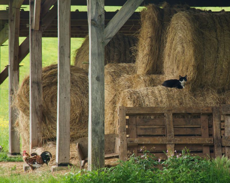 Barn Construction detail
