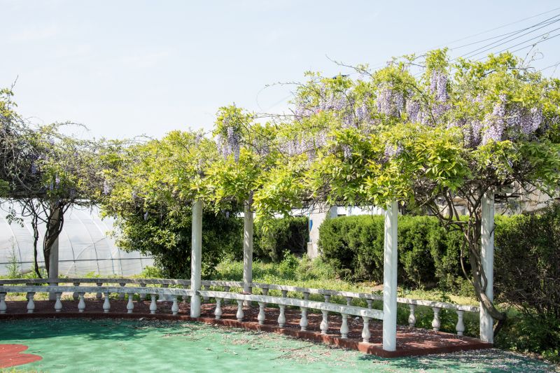 Grape Arbor Installation
