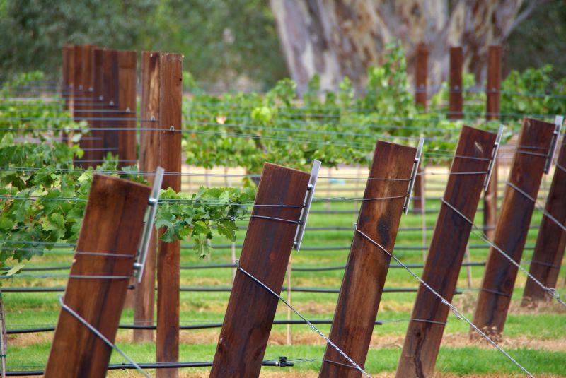 Grape Trellis Installation