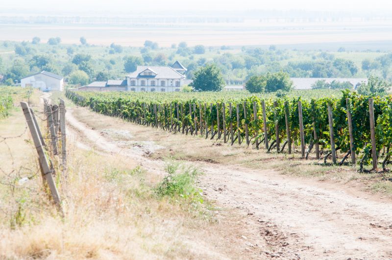 Grape Trellis Installation