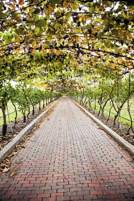 Grapevine Arch Installation