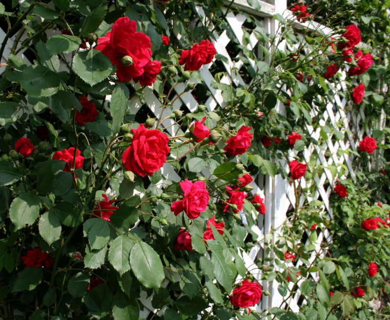 Rose Trellis Installation