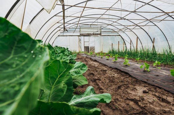 Greenhouse Installation Service