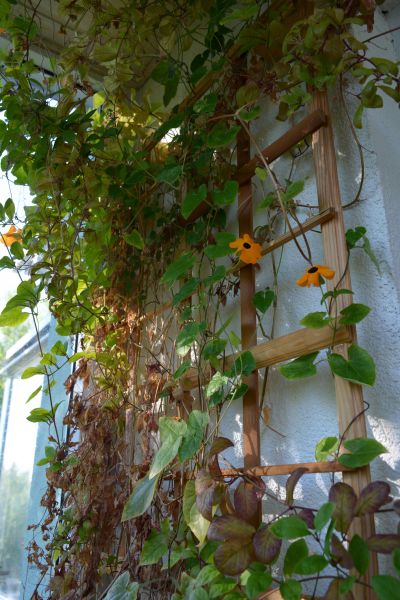 Wooden Garden Trellis Service in Albuquerque
