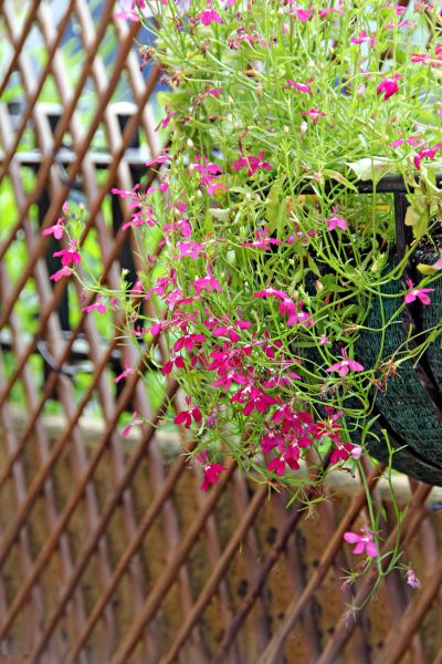 Vine Trellis Installation