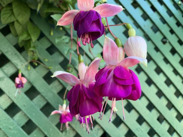 Garden Trellis Repair