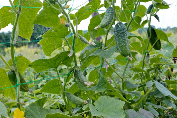 Cucumber Trellis Building