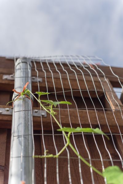 Fence Trellis Installation