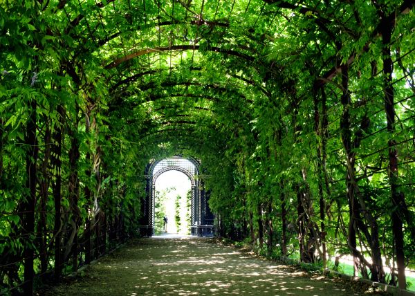 Arched Trellis Placement